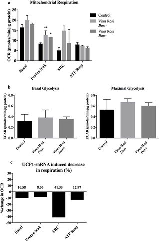 Parameters of mitochondrial respiration reduced on induction of UCP1-shRNA.