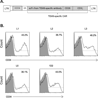 Generation and expression of CAR constructs in T-cells.