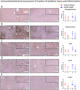 Immunohistochemical assessment of oxidative tissue injury and activation of the inflammatory cascade.