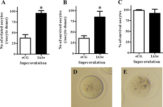 Effect of superovulation induced by eCG or IASe treatment on the viability and yield of vitrified–warmed oocytes.