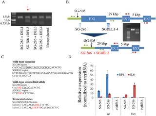 CRISPR/Cas9 editing of <i>RP11</i> abrogates <i>RP11</i> induction but does not prevent <i>IL6</i> induction by CRISPRa.