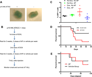 Clearance of chemo-induced senescent cell accelerated the development of T-ALL in p16 INK-ATACC mice.