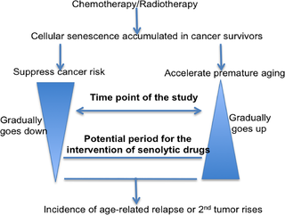 Model for the role of therapy-induced senescence in tumorigenesis.