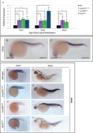 <i>Myomesin1a</i> is significantly upregulated at early stages of myogenesis in muscle mutants.