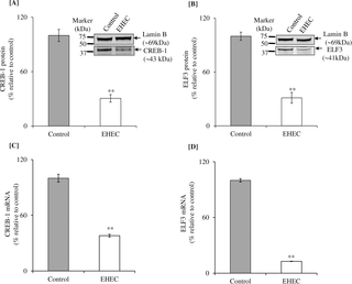Effect of EHEC infection of NCM460 cells on level of expression of CREB-1 and ELF3 proteins and mRNAs.