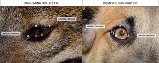 External view of crab-eating fox eye compared to canine eye.