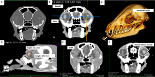CT images of the eye and adnexa of crab-eating fox.