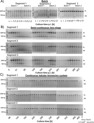Segment-specific PCR for the detection of full-length and defective genome segments for segment 1, 2 and 3 of influenza A/PR/8/34 (H1N1) virus produced in three different cultivation systems in AGE1.CR.pIX cells.
