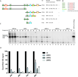 DNA replication is triggered from HPV5 origin without a binding site for E1 protein.