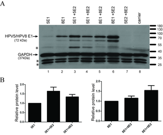 Expression levels of HPV5 and HPV8 E1 proteins in U2OS cells.