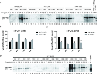URR sequences from <i>alpha-</i> and <i>beta-</i>HPV types differ in their ability to replicate in the presence of viral trans factors from virus types of other genera.