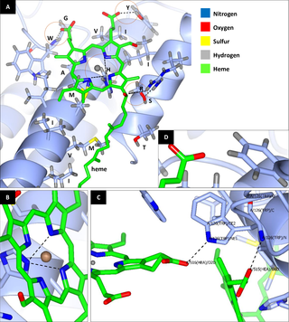 Predicted three-dimensional COI protein structure of <i>Batrachedra amydraula</i>.