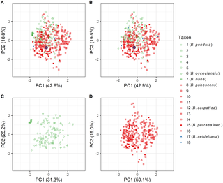 Principal component analysis (PCA) of morphological traits of sampled birch individuals.