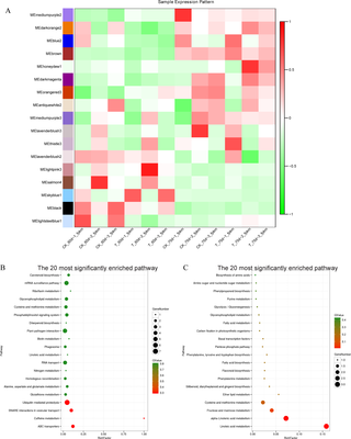 Functional analysis of key expression patterns of WGCNA.