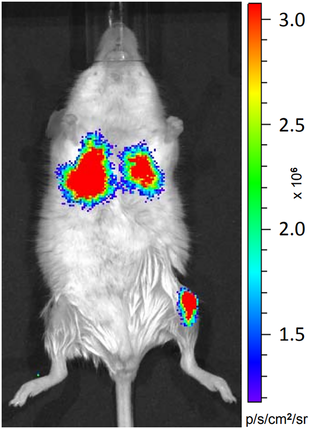 <i>In vivo</i> imaging of an adult BALB/c mouse.