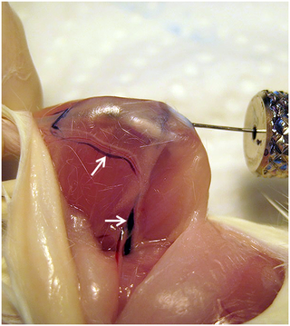 <i>In situ</i> IBMT of 3 μL trypan blue into the tibia of a dead BALB/c mouse.