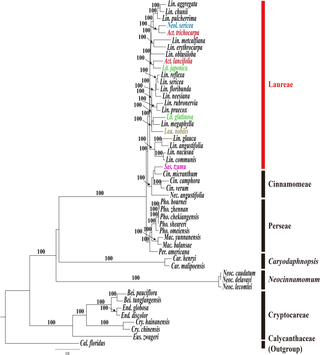Maximum likelihood (ML) tree for 49 Lauraceae based on 77 protein-coding and four rRNA gene sequences of plastome.