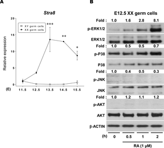MAPK and AKT transduction pathways in XX germ cells cultured with RA.