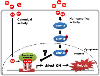RA noncanonically activates the ERK1/2 pathway to regulate <i>Stra8</i> expression and meiotic initiation in fetal germ cells.