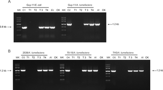 PCR detection of bacterial DNA in progeny fungal colonies after the treatments.