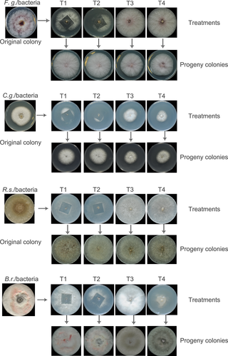 CS treatments and antibiotics inhibition for removing bacteria from different fungal strains.