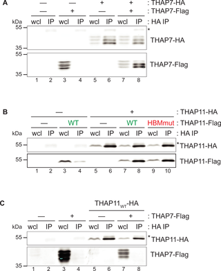 THAP7 and THAP11 homodimer but not heterodimer formation.