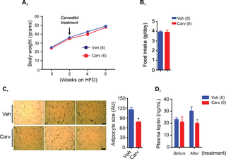 Carvedilol treatment in HFD-fed mice reduced white adipose tissue enlargement and plasma leptin without affecting food consumption and body weight.