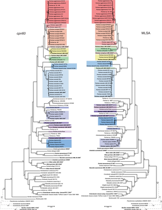 Phylogenies of reference <i>Pantoea</i> strains and related genera generated using the <i>cpn60</i> gene (left tree) and concatenated sequences of the <i>fusA</i>, <i>gyrB</i>, <i>leuS</i>, <i>recA</i>, <i>rpoB</i>, <i>rplB</i>, and <i>atpD</i> genes (right tree).