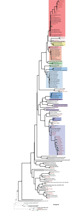 Phylogeny of clinical isolates and reference strains generated using <i>cpn60</i> sequences.