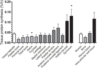 Musculoskeletal tissue protein synthesis rates.