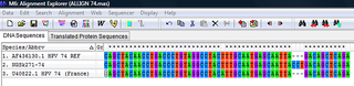 Nucleotide sequence alignment of HPV-74 isolate with reference sequence and sequence from France, showing insertion of CCT.