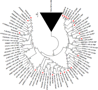 Phylogenetic tree of sequences of study isolates with HPV reference sequences.
