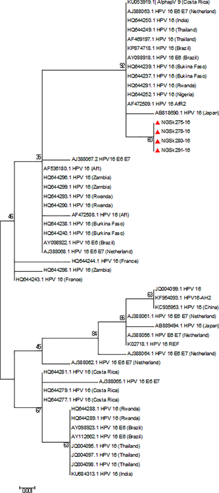 Phylogenetic tree of HPV-16 isolates.