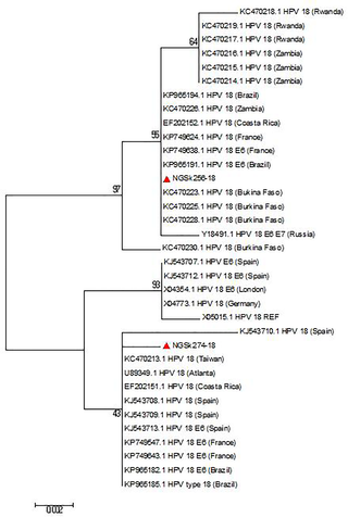 Phylogenetic tree of HPV-18 isolates.