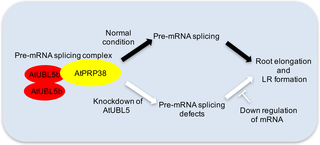 Schematic model of AtUBL5 function in pre-mRNA splicing in <i>A</i>. <i>thaliana</i>.