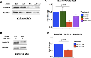 MERTK depletion in ECs <i>in vitro</i> reduces basal Rac1 activity.