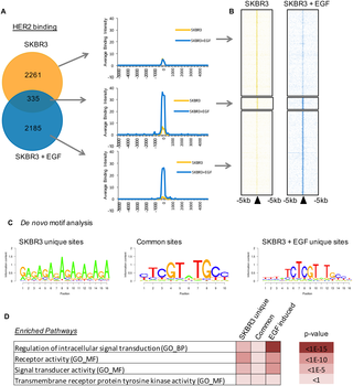 ChIP-exo reveals HER2 binding across the genome of the SKBR3 breast cancer cell line.