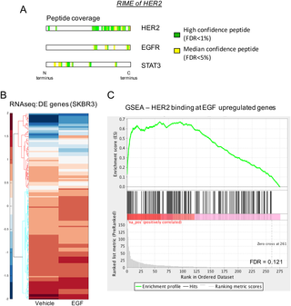 Mass spectrometry and RNAseq reveal STAT3 and EGFR as interacting partners at the chromatin.