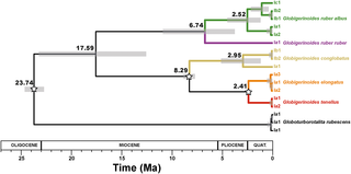 Molecular clock estimates of the diversification of the <i>Globigerinoides</i> genus rooted on <i>Globoturborotalita rubescens</i>.