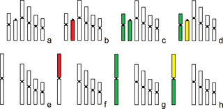 Schematic representation of chromosome sets of <i>Lariophagus distinguendus</i> presented on <em class="ref">Fig 2</em>.