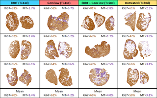Overview of the results of the quantitative IHC analyses.
