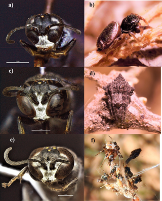 Studied <i>Trypoxylon</i> species and their most common preyed spiders.