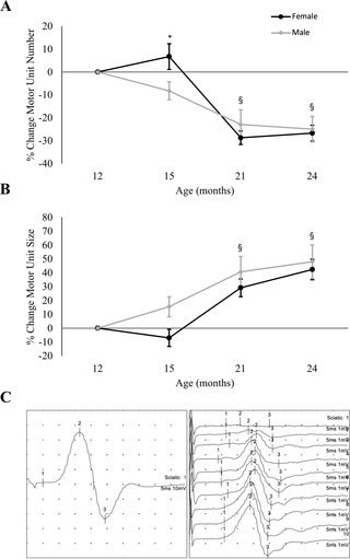 Longitudinal changes in electrophysiological motor unit characteristics of male and female mice following long term DOX treatment.