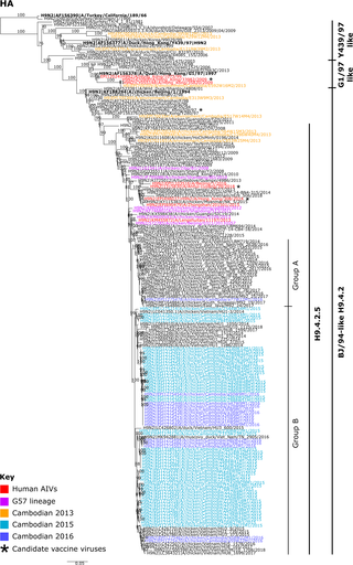 Maximum likelihood phylogenetic tree of the A(H9) HA gene.