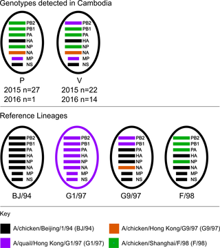 Genotypes of A(H9N2) Cambodian viruses detected from 2015 to 2016.