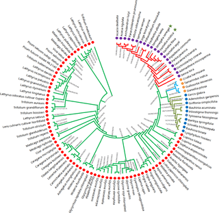 Phylogenetic tree constructed on the basis of whole genome dataset using four different methods: Bayesian inference (BI), maximum likelihood (ML), maximum parsimony (MP), and neighbor-joining (NJ).