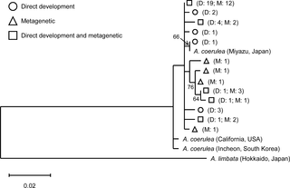 COI phylogenetic relationships among <i>Aurelia</i> of the two life cycle types in Maizuru Bay and <i>A</i>. <i>coerulea</i> from the North Pacific.