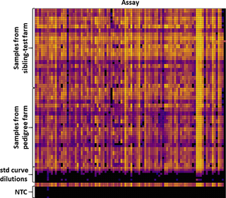 Heat map view of the final 96.96 Dynamic Array run with individual assays on the x axis and individual samples on y axis.