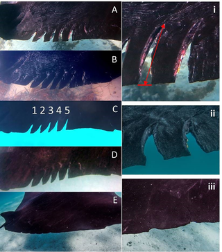 Images of the wounds from Days 0, 17, 33, 42 and 295 (A-E respectively) showing the fresh wound, incremental healing and near stable wounds on reef manta ray <i>Mobula alfredi</i> #0018.