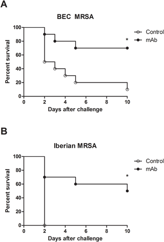Effect of prophylactic treatment with anti-PBP2a MAb in a challenge with a lethal dose of BEC and Iberian MRSA clones.